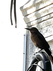 Quiscalus major