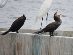 Nannopterum brasilianum brasilianum