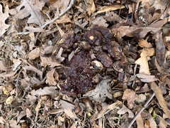 Ganoderma sessile