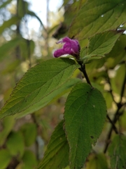 Salvia iodantha