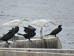 Nannopterum brasilianum brasilianum