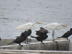 Nannopterum brasilianum brasilianum