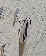 Creatonotos gangis-interrupta agg