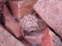 Anacampseros albidiflora