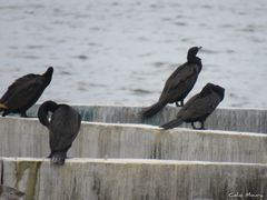Nannopterum brasilianum brasilianum