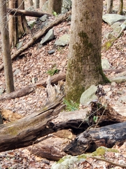 Tamiasciurus hudsonicus abieticola