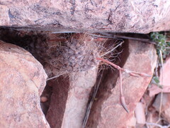 Anacampseros albidiflora