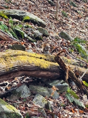 Tamiasciurus hudsonicus abieticola