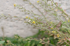 Rorippa tenerrima