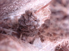 Anacampseros albidiflora