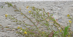 Rorippa tenerrima