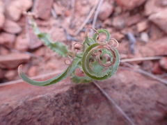 Dipcadi ciliare