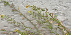 Rorippa tenerrima