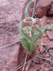 Dipcadi ciliare