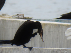 Nannopterum brasilianum brasilianum
