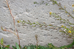 Rorippa tenerrima