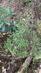 Dacrycarpus dacrydioides