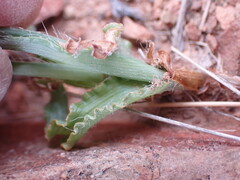 Dipcadi ciliare