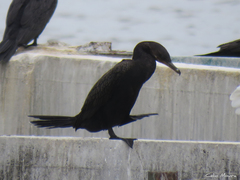 Nannopterum brasilianum brasilianum