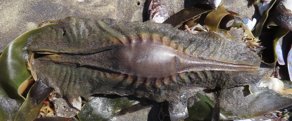 Cape Elephantfish (Callorhinchus capensis)