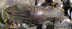 Callorhinchus capensis