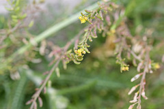 Rorippa tenerrima