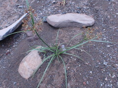 Cyperus longus tenuiflorus