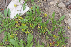 Rorippa tenerrima