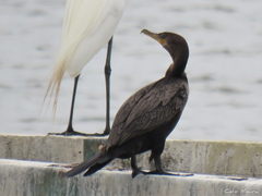 Nannopterum brasilianum brasilianum