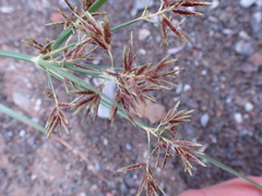 Cyperus longus tenuiflorus