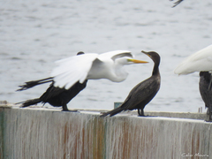 Nannopterum brasilianum brasilianum
