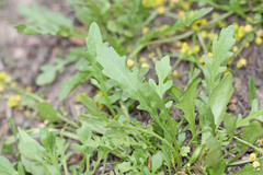 Rorippa tenerrima