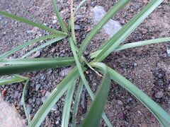 Cyperus longus tenuiflorus