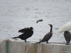 Nannopterum brasilianum brasilianum