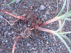 Cyperus longus tenuiflorus