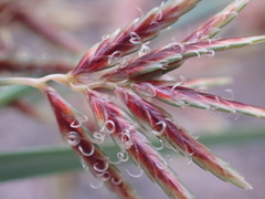 Cyperus longus tenuiflorus