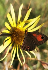 Pseudonympha magoides