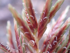 Cyperus longus tenuiflorus