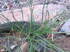 Cyperus laevigatus