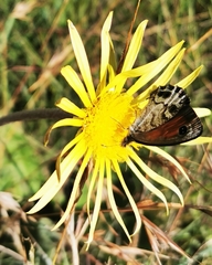 Pseudonympha magoides