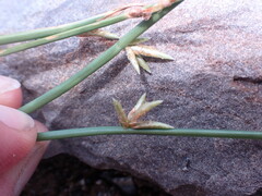Cyperus laevigatus