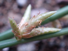 Cyperus laevigatus
