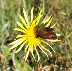 Pseudonympha magoides