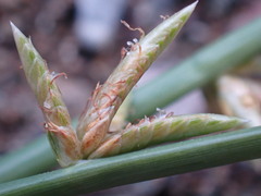 Cyperus laevigatus