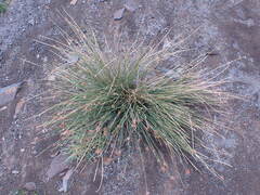 Afroscirpoides dioeca