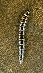 Phengodes laticollis