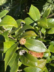 Theaceae
