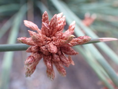 Afroscirpoides dioeca