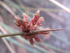 Afroscirpoides dioeca