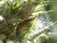 Lixus filiformis